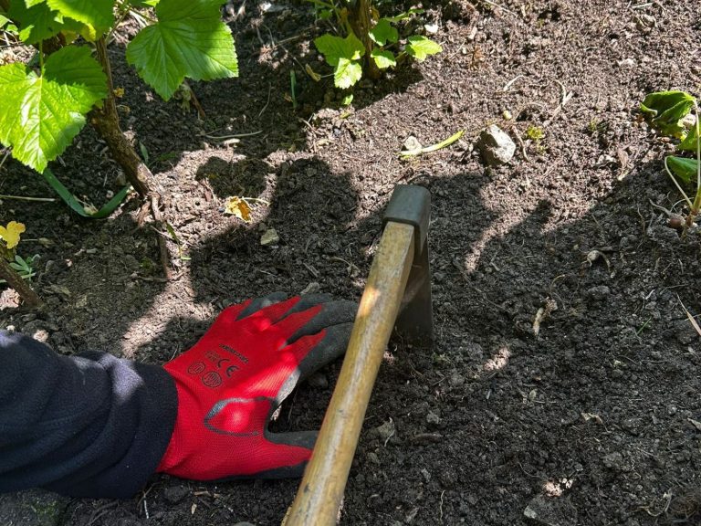 Beetpflege im Raum Würzburg Beet und Unkrautpflege während eines Auftrags in einem Garten in der Region Würzburg durch Gartenservice Heidrich