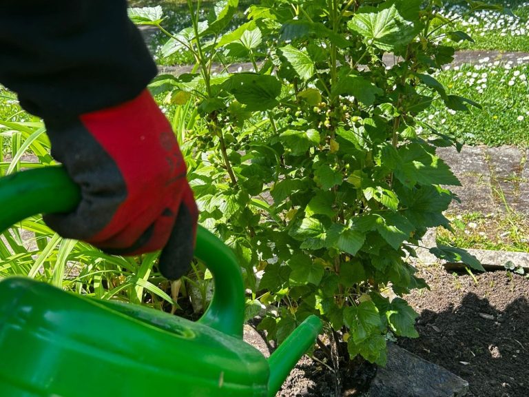 Gießservice im Raum Würzburg Gießservice des Gartenservice Heidrich im Raum Würzburg